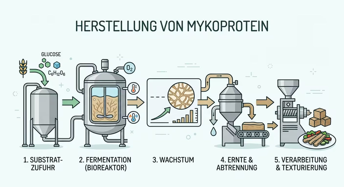 Flow-Chart zur Erklärung, wie Mykoprotein hergestellt wird und aus einem unscheinbaren Pilz das Protein der Zukunft gemacht wird. 